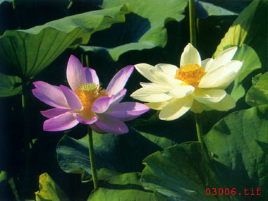 球友会官方入口题材  苏州刺绣图案 荷叶